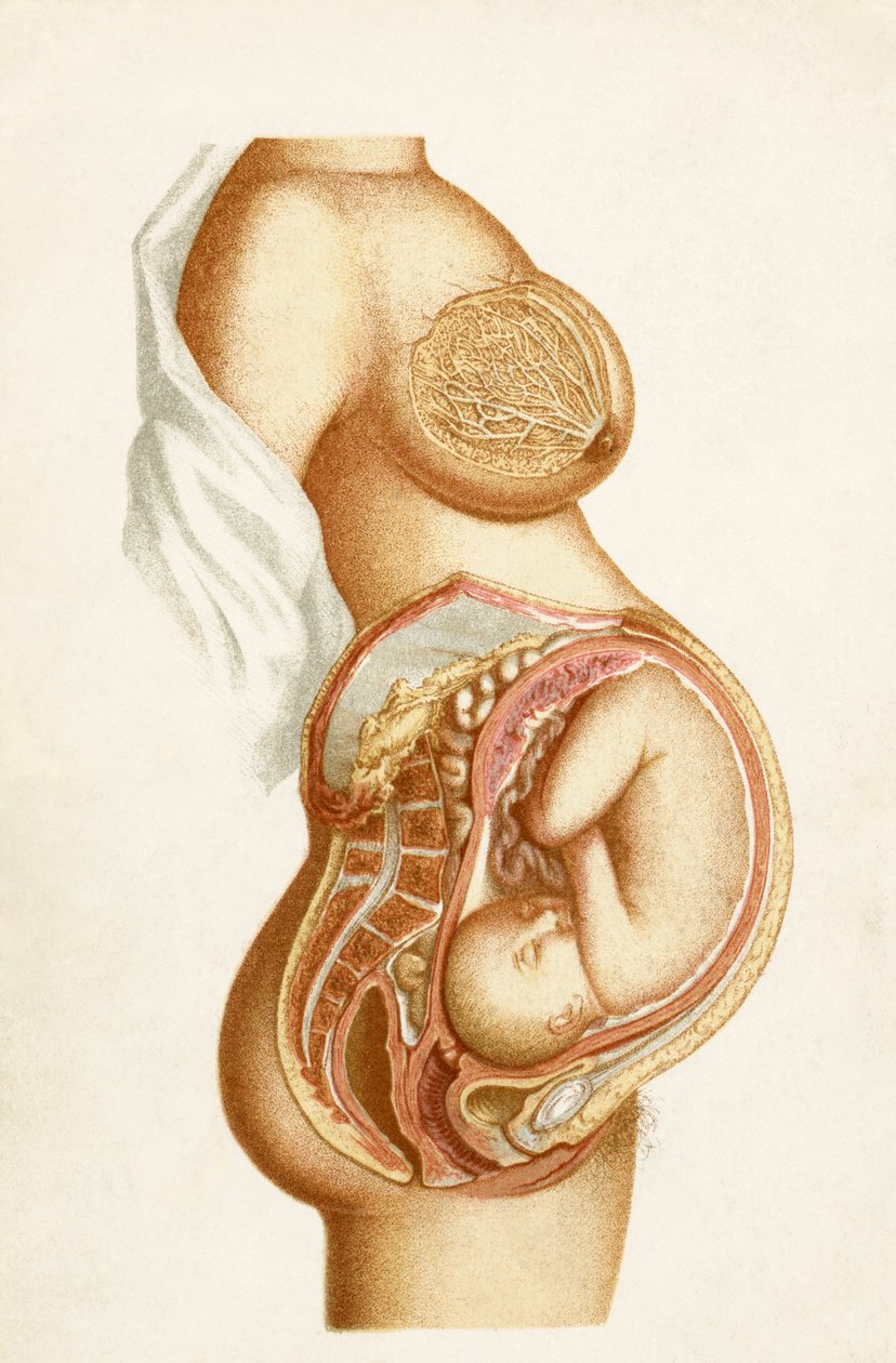 Seção semi-diagramática de uma gravidez em tempo integral mostrando a posição do feto no útero, do Handbook of Obstetric Nursing, publicado em 1889 de English School