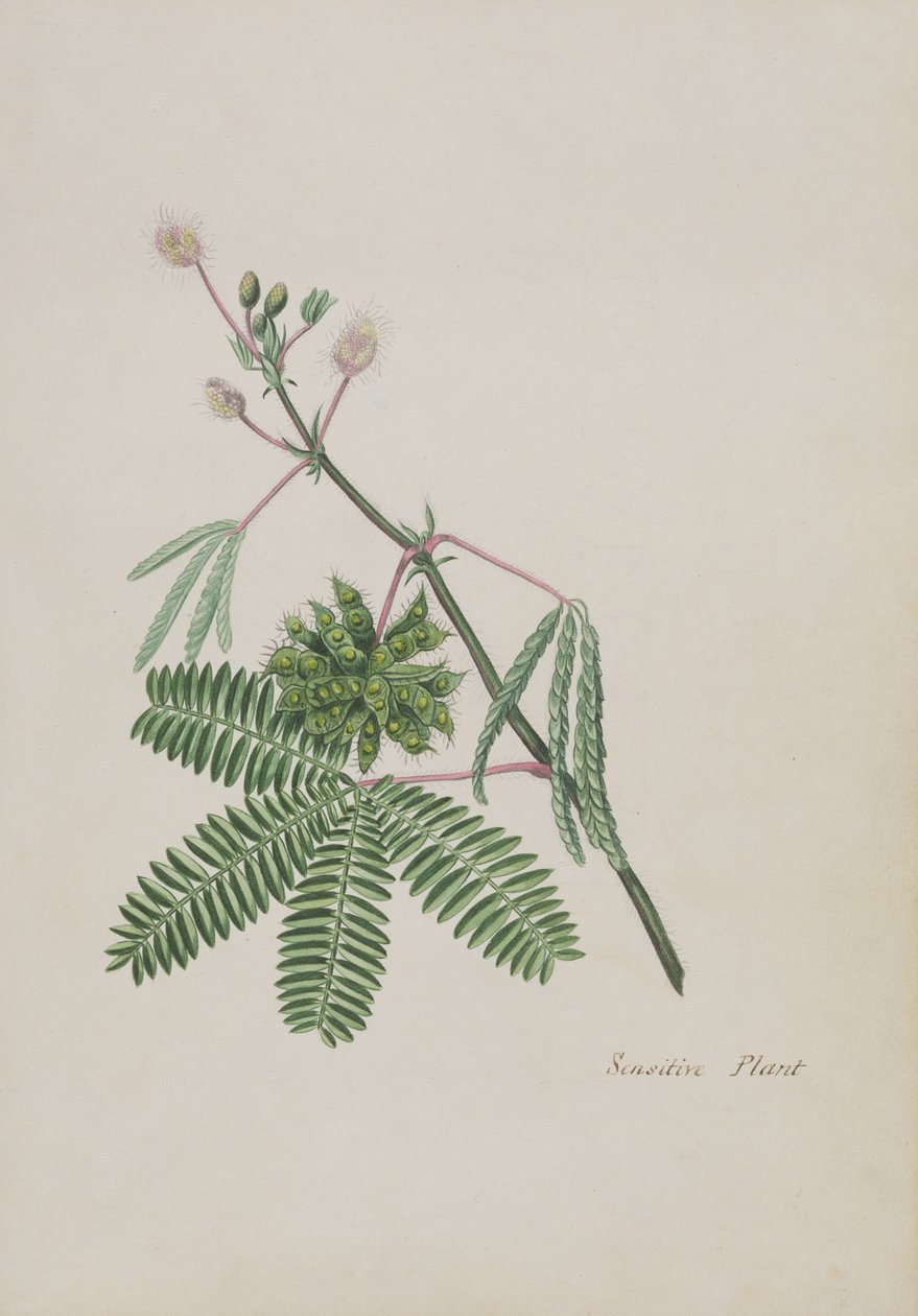 Planta Sensível, ilustração de um Álbum de Poemas, Desenhos de Grafite & Aguarelas, c.1828 (wc no papel) de English School