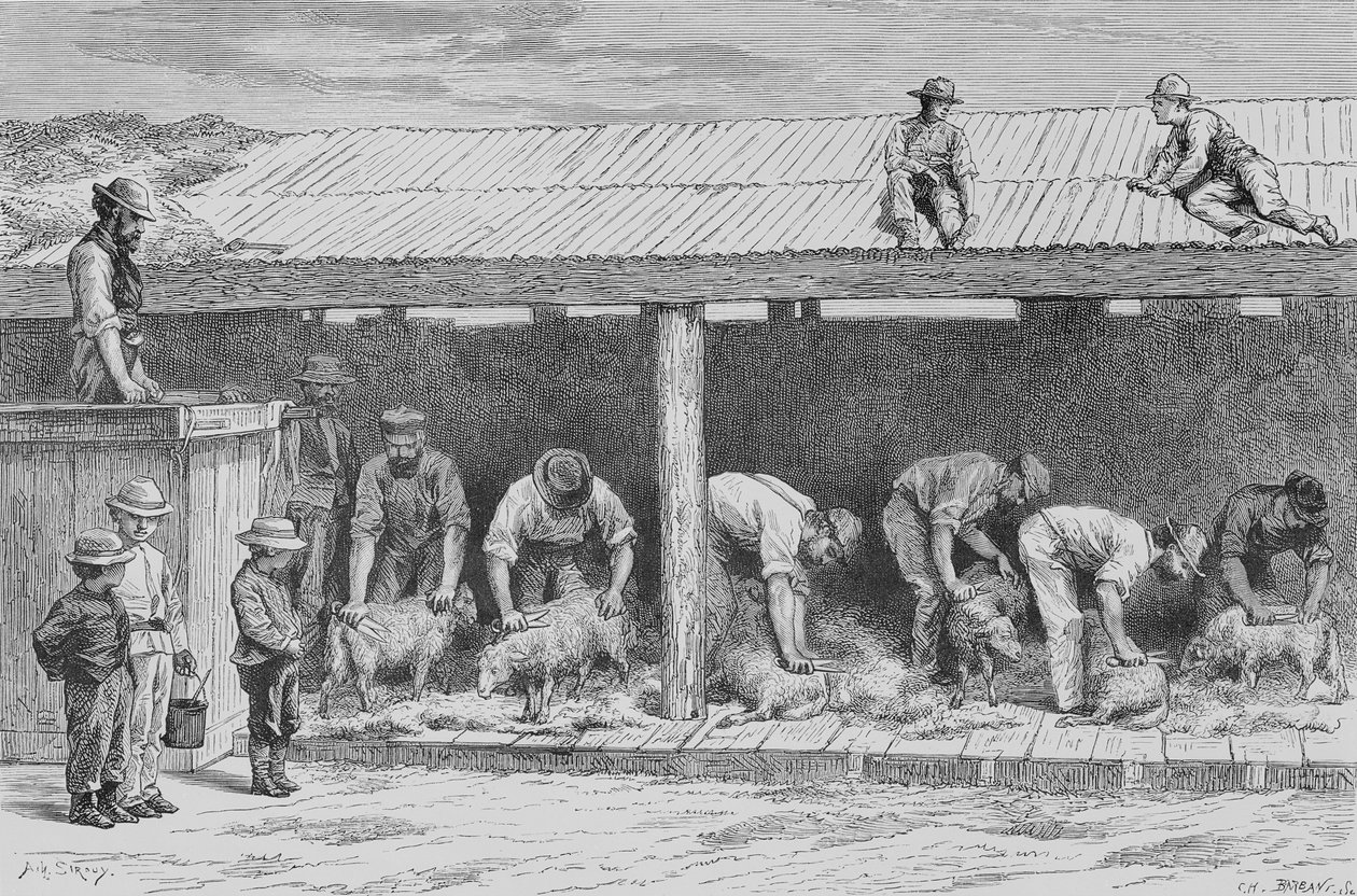 Tosquia de Ovelhas, c.1880, de &39;Australian Pictures&39;, de Howard Willoughby, publicado pela Religious Tract Society, Londres, 1886 de English School