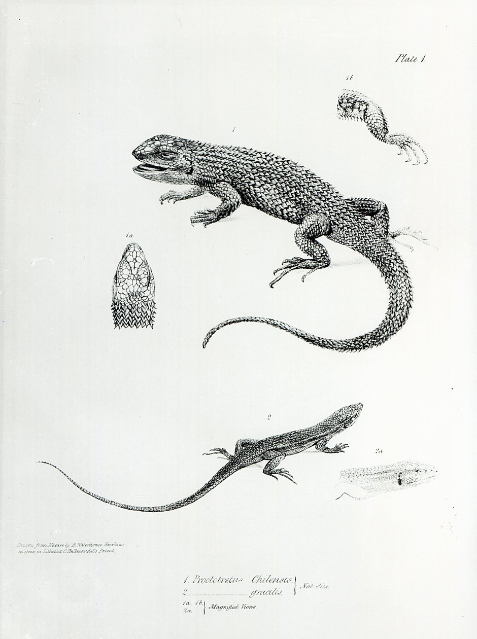 Iguana shingled, ilustração de &39;A zoologia da viagem de HMS Beagle, 1832-36&39; por Charles Darwin de English School