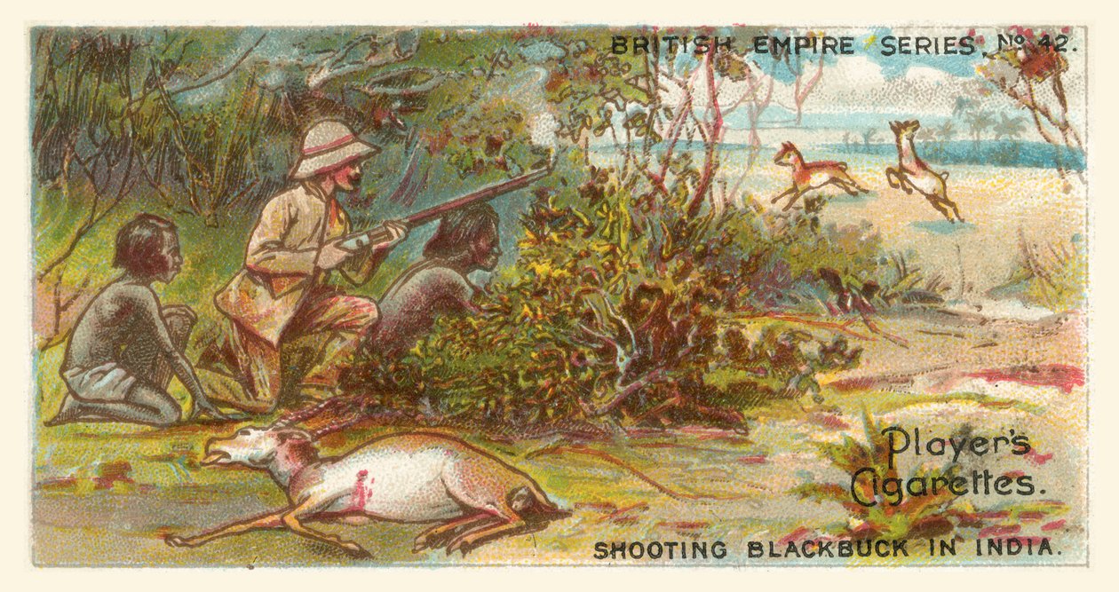 Fotografar patos negros na Índia (cromolitho) de English School