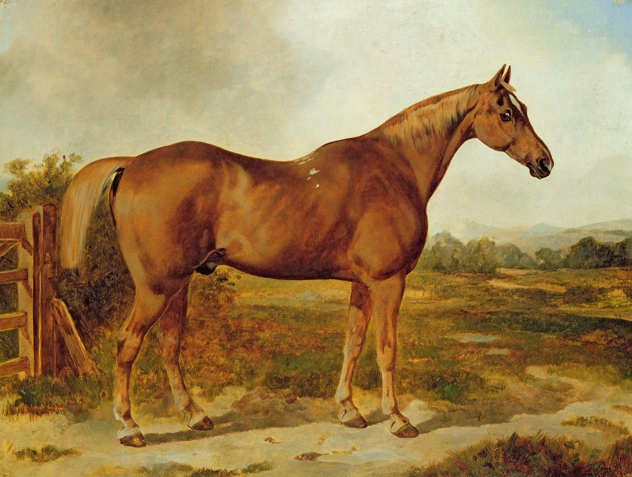 Silvertail, Retrato de um Cavalo (óleo sobre tela) de English School