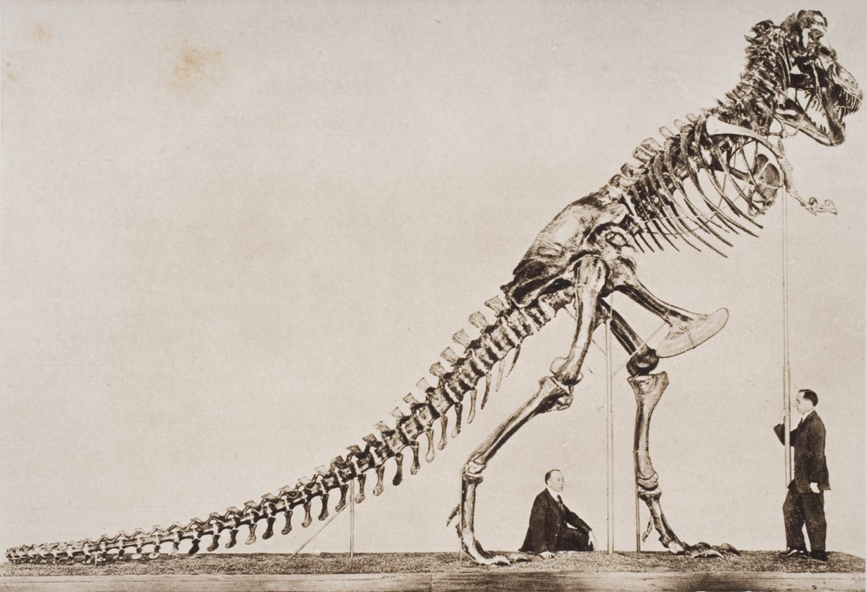 Esqueleto do Tiranossauro Rex, no Museu Americano de História Natural, de "The Outline of History", de HG Wells, Volume I, publicado em 1920 (fotogravura) de English School