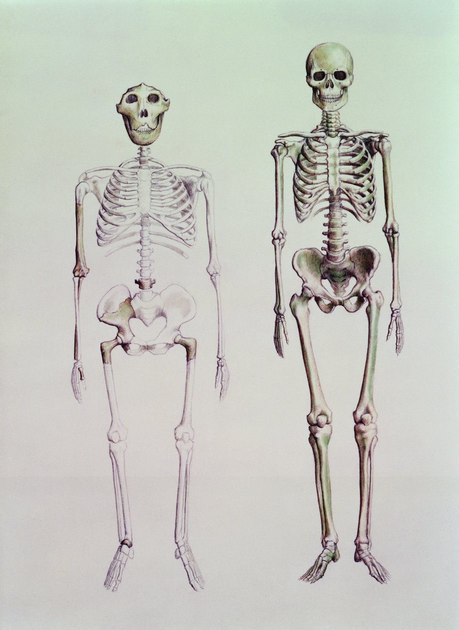Esqueletos do Australopithecus Boisei e Homo Sapiens de English School
