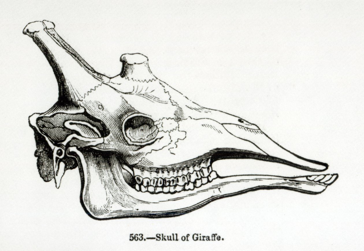 Crânio de uma girafa de English School