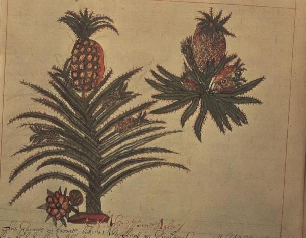 Sloane 4013 f.16v Ananases de "Descrições de Plantas Indígenas de English School