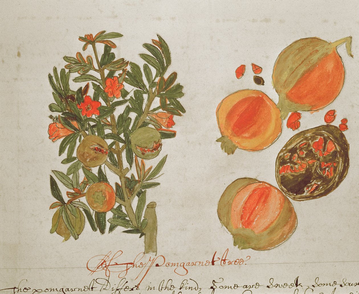 Sloane 4013 f.26 Romãs de "Descrições de Plantas Indígenas de English School