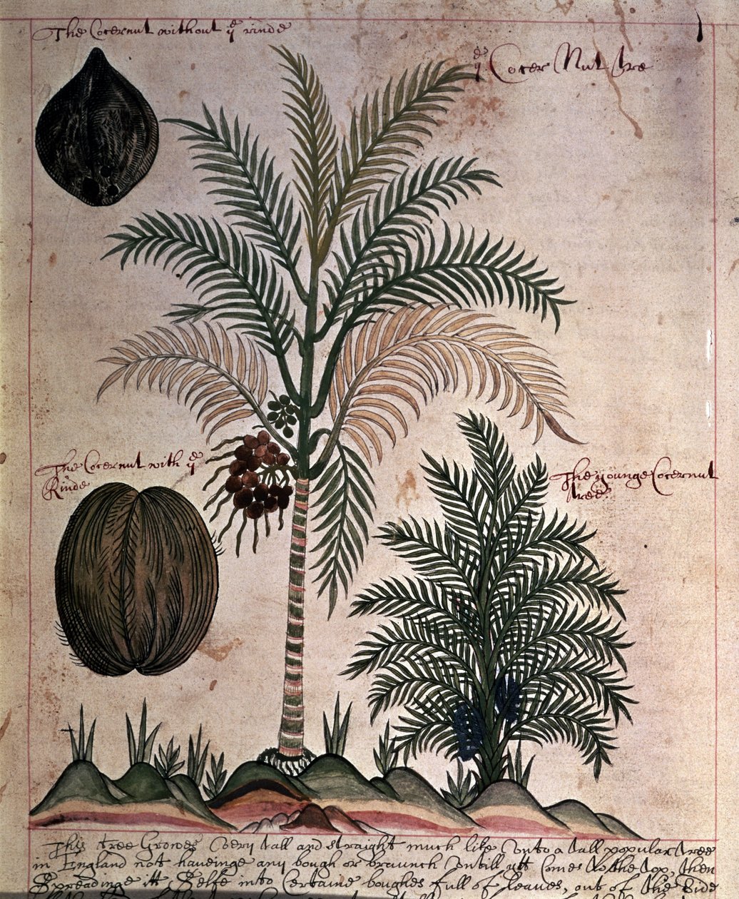 Sloane 4013 f.3 Coqueiro das "Descrições de Plantas Indígenas de English School