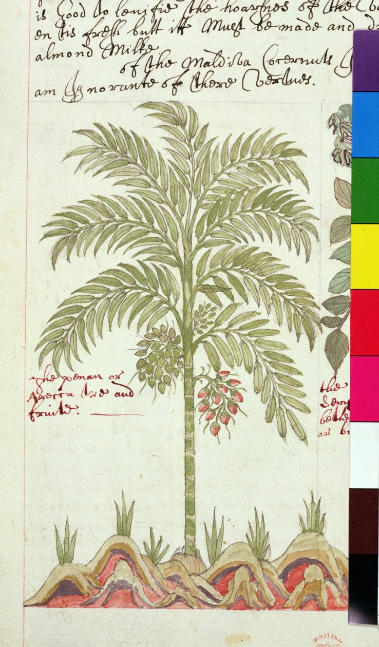 Sloane 4013 f.5v Data palmeira de "Descrições de plantas indígenas de English School
