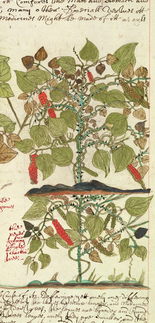Sloane 4013 f.7 Det. Pepper Plant de "Descrições de Plantas Indianas de English School