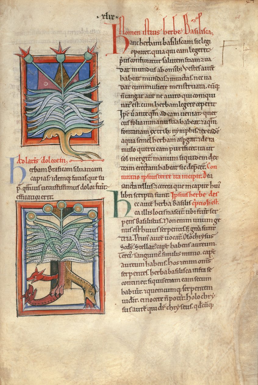 Sloane Ms 1975 fol.48 The Herb Basilica de English School