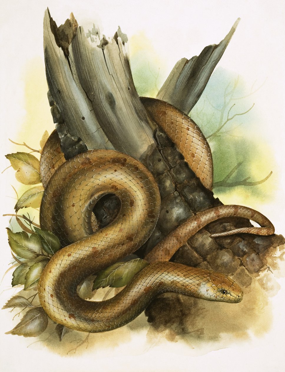 Cobra de English School