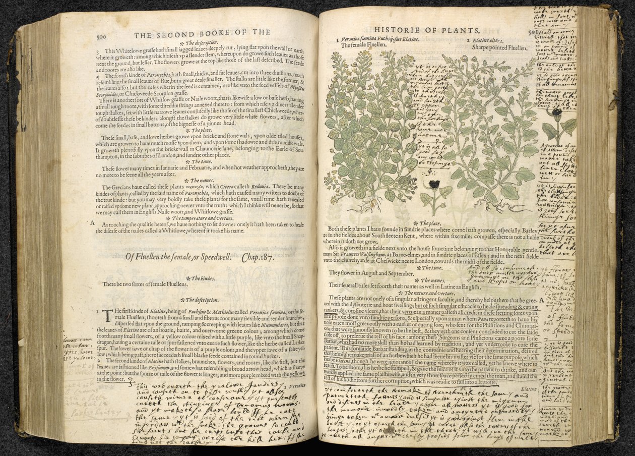 Speedwell, página 500-501 de 