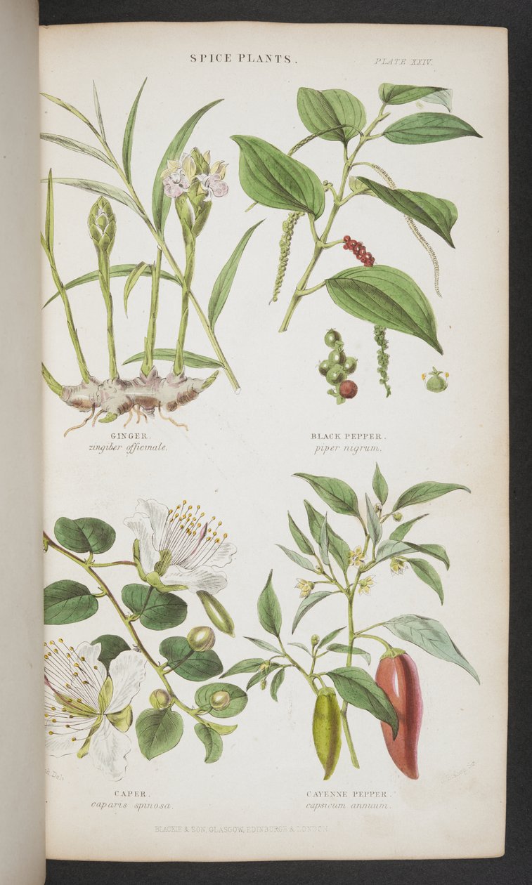 Plantas Especiarias, de 