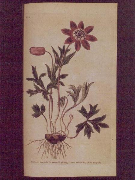 Anémona Estrela (Anemone hortensis), placa 123 de William Curtis