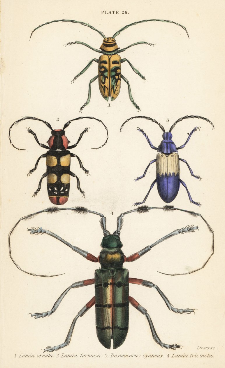 Sternotomis pulchra 1, Tragocephala formosa 2, elderberry borer, Desmocerus palliatus 3, e Thysia wallichii 4 de English School