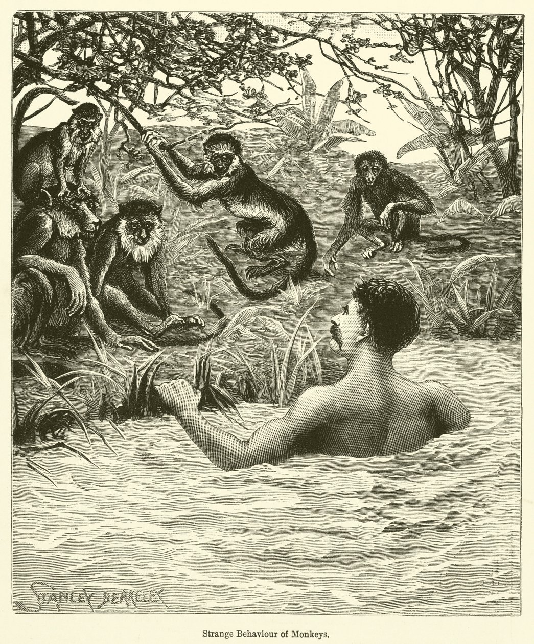 Estranho comportamento dos macacos (gravura) de English School