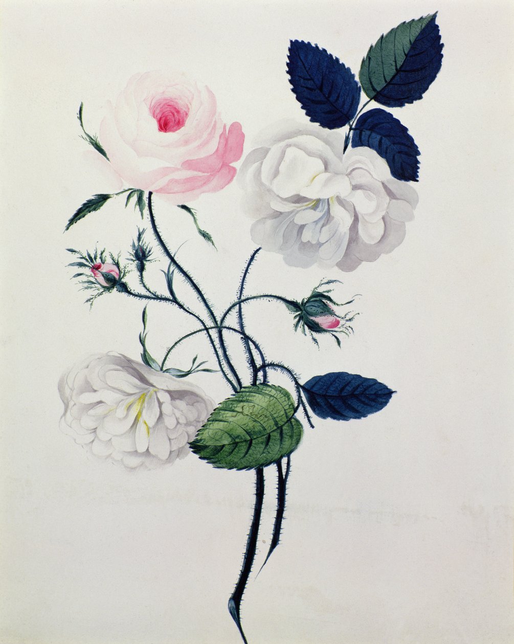 Estudo das Rosas Brancas e Rosa, c.1820 (aguarela sobre papel) de English School
