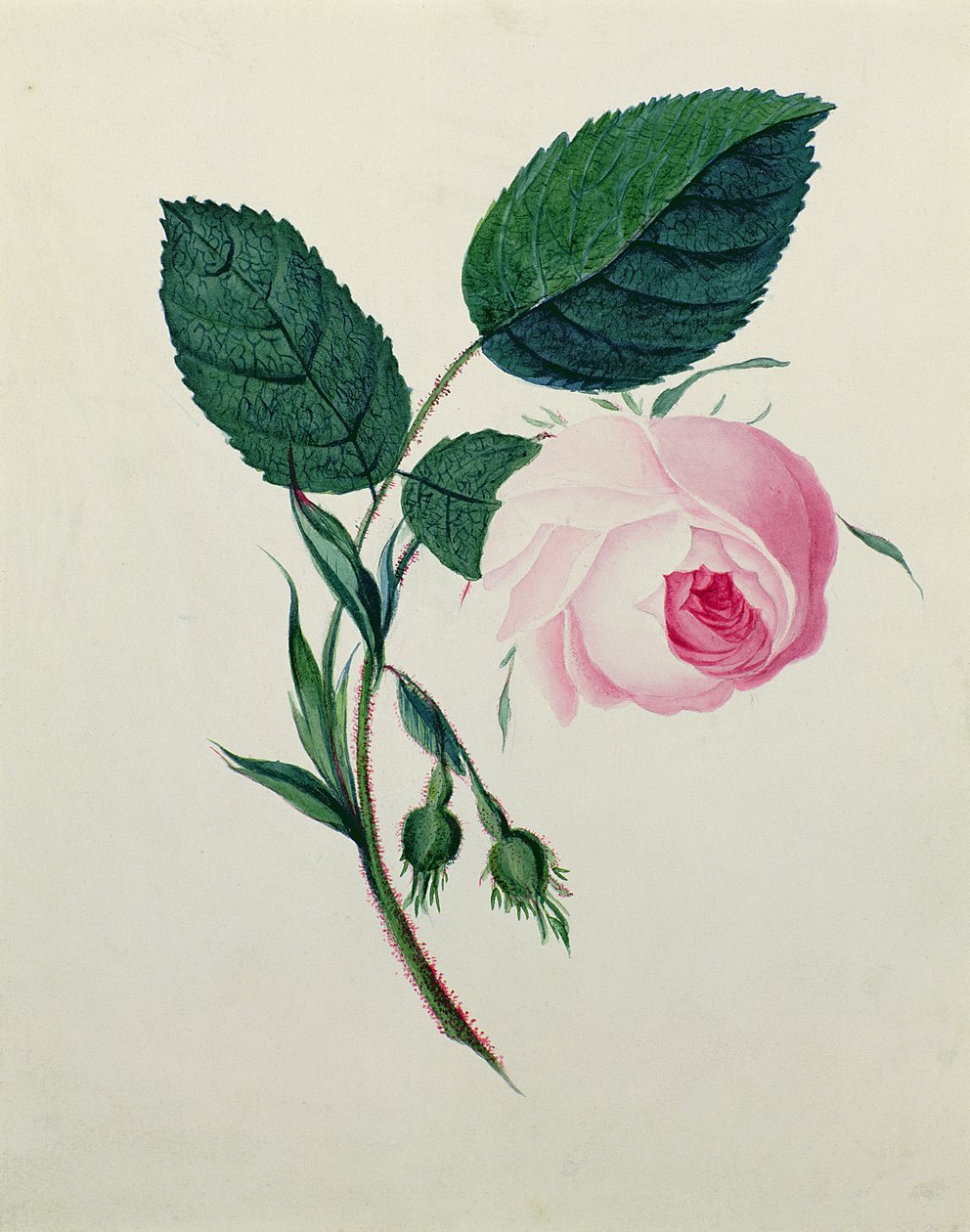 Estudo de uma rosa rosa, c.1820 (wc no papel) de English School