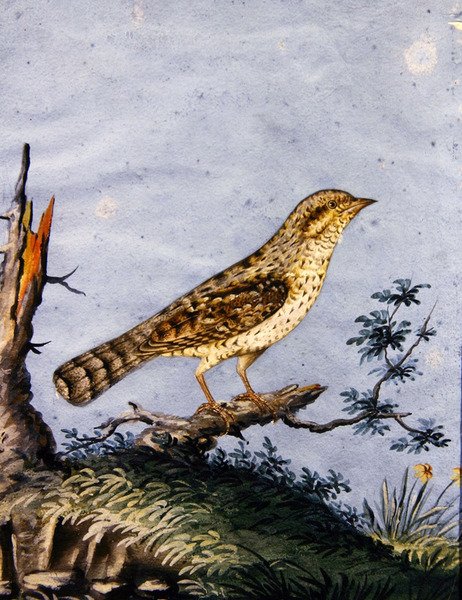 Estudo de um pássaro, c.1800 (guache no papel) de English School