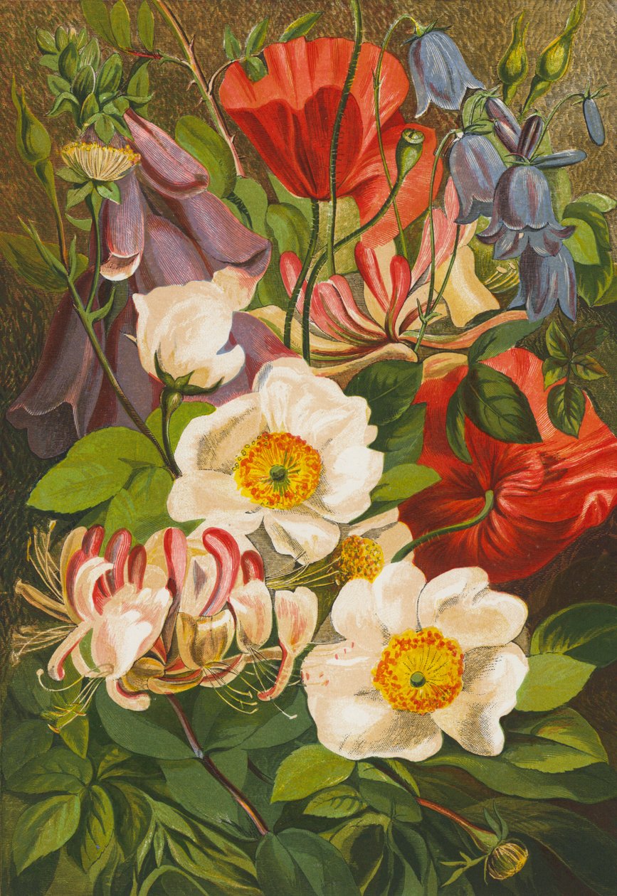 Flores de verão (litografia a cores) de English School