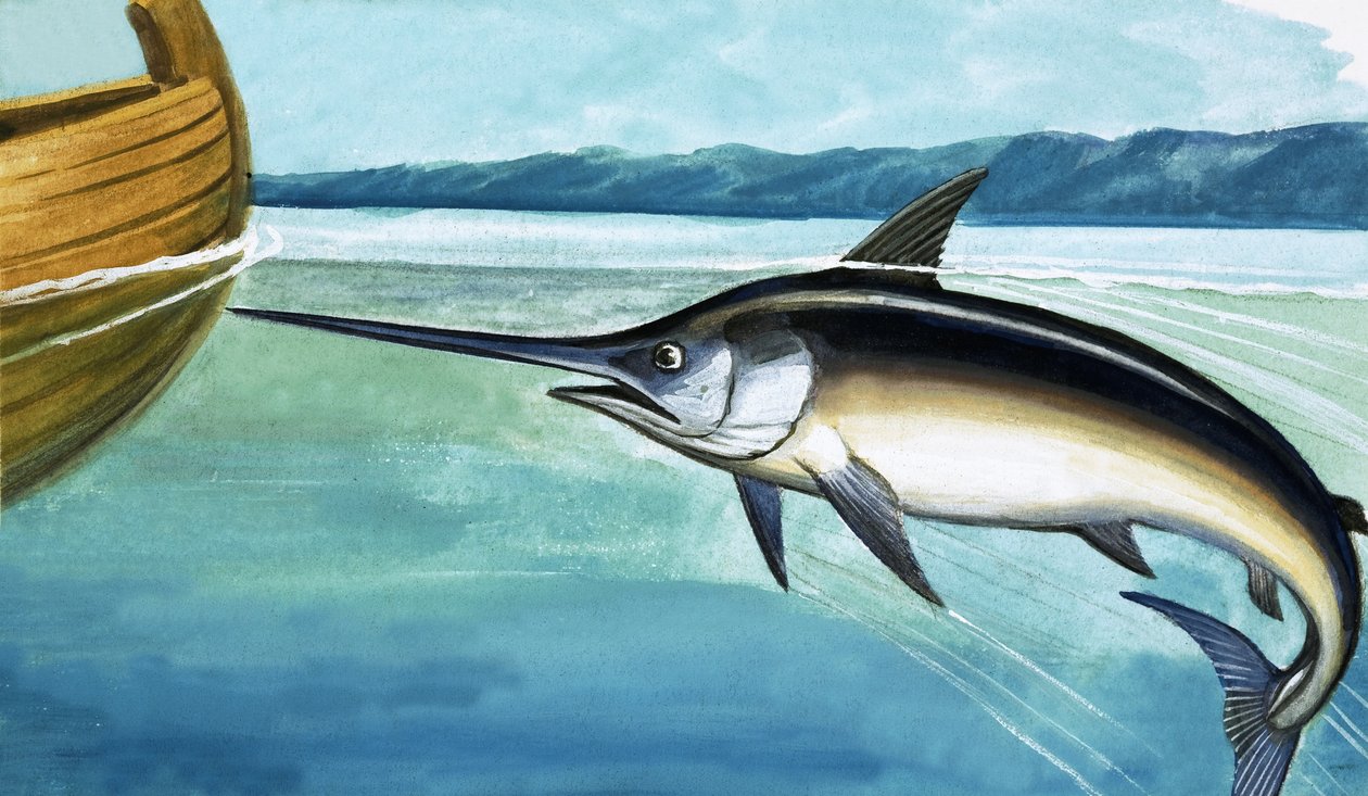Peixe-espada de English School