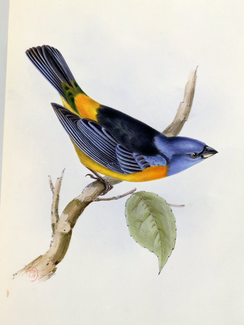 Tanagra Darwini, prato 34 da Zoologia da Viagem do HMS Beagle 1832-36, de Charles Darwin (1809-92), 1840 de English School