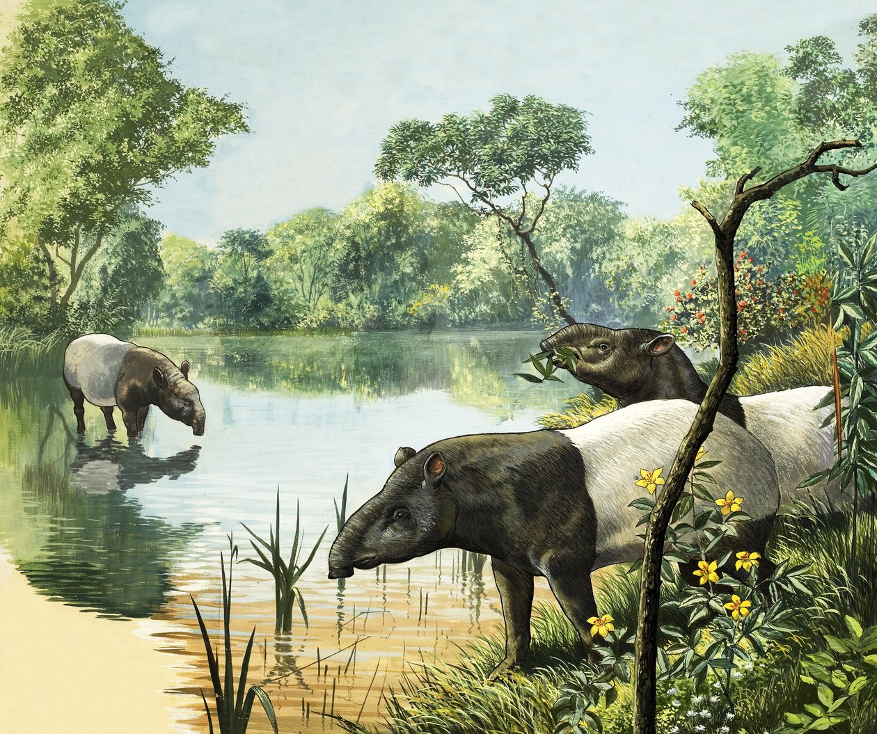 Antas, ilustração de Nature