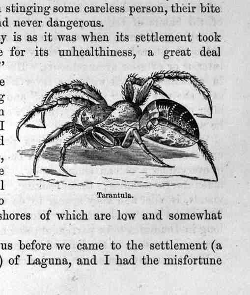 Tarantula, de Santo Domingo passado e presente por Samuel Hazard, pub. 1873 de English School