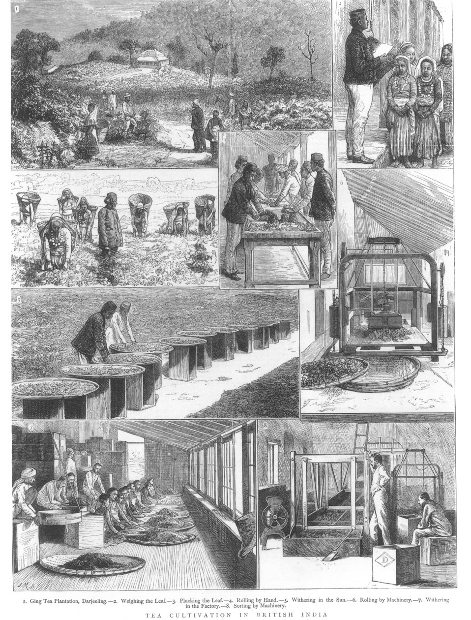 Cultivo de chá na Índia Britânica, 1876 de English School