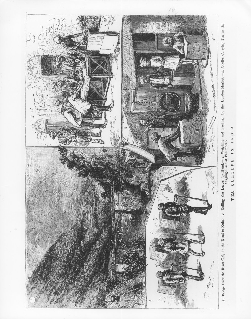 Cultura do Chá na Índia, 1883 de English School