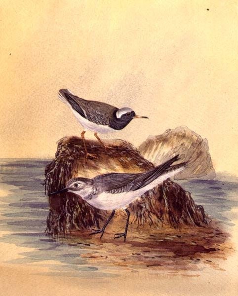 Terns, c.1890 (aguarela sobre papel) de English School