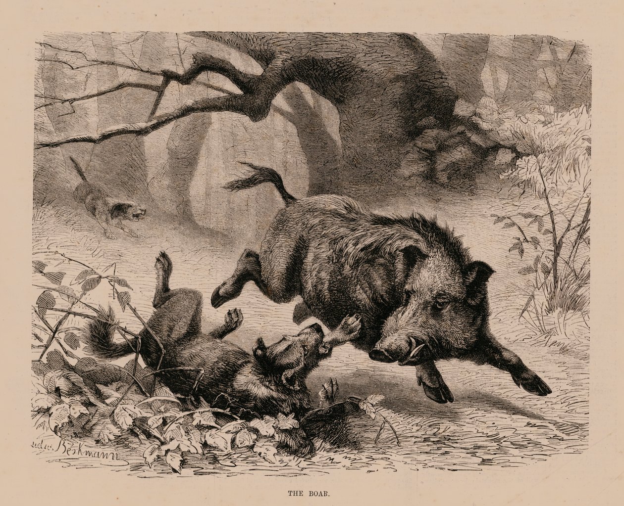 O Javali (gravura) de English School