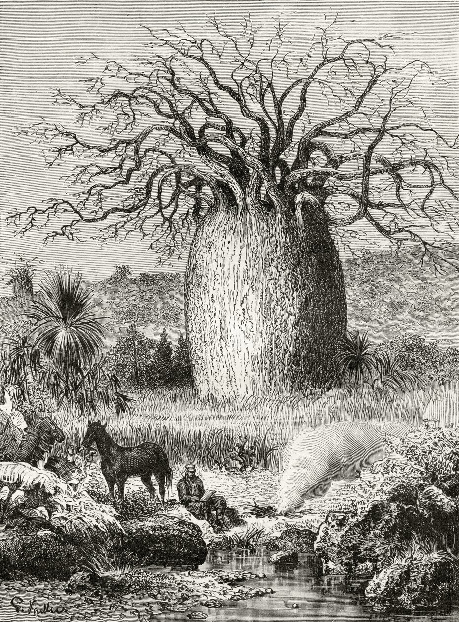 The Bottle Tree, de &39;Australian Pictures&39;, de Howard Willoughby, publicado pela Religious Tract Society, Londres, 1886 de English School