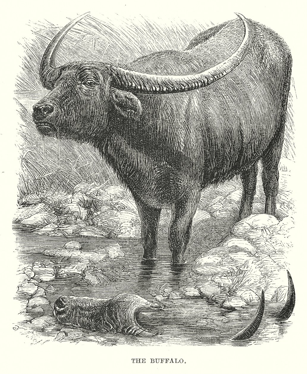 O Búfalo (gravura) de English School