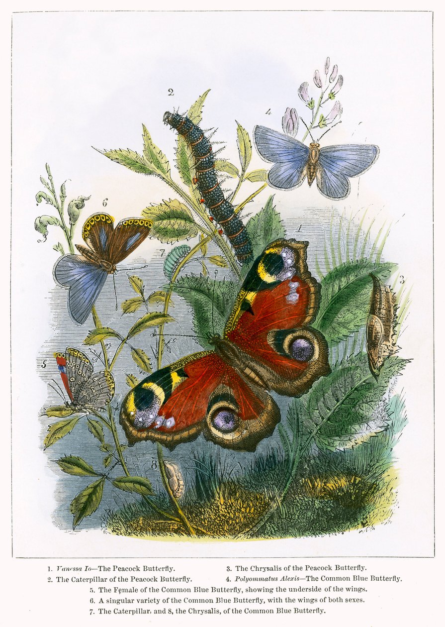 O viveiro das borboletas (gravura a cores) de English School