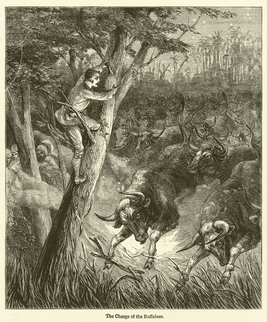 A Carga dos Búfalos (gravura) de English School
