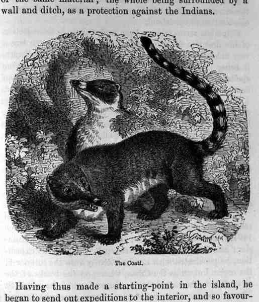 O Coati, do passado e presente de Santo Domingo por Samuel Hazard, pub. 1873 de English School