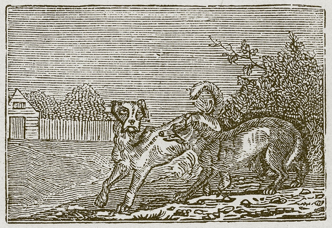 O Cão e o Lobo (gravura) de English School