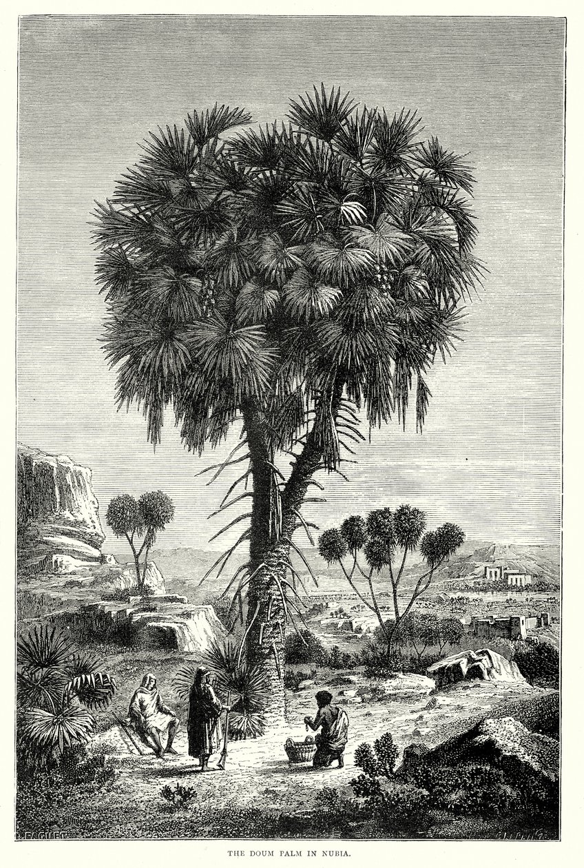 A palmeira Doum na Núbia (gravura) de English School