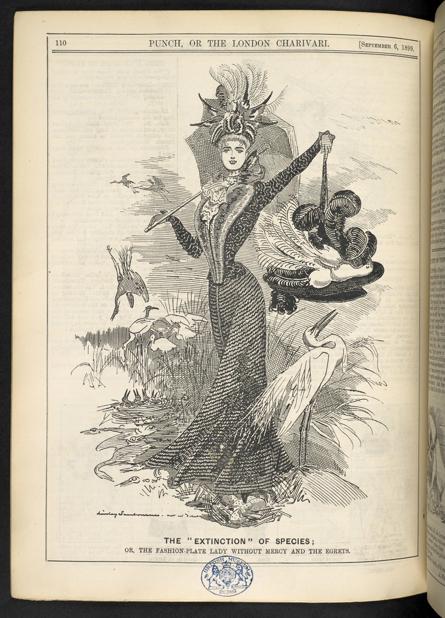 A "Extinção" da Espécie; ou, a senhora da moda sem piedade e as garças, de "Punch, ou o Charivari de Londres", 6 de Setembro de 1899 (gravura) de English School