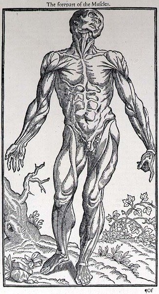 The Forepart of the Muscles, placa de 