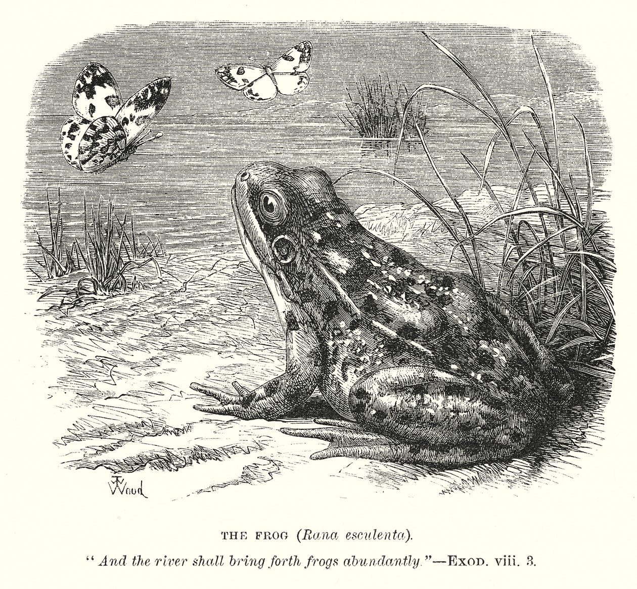 A Rã (Rona Esculenta) (gravura) de English School