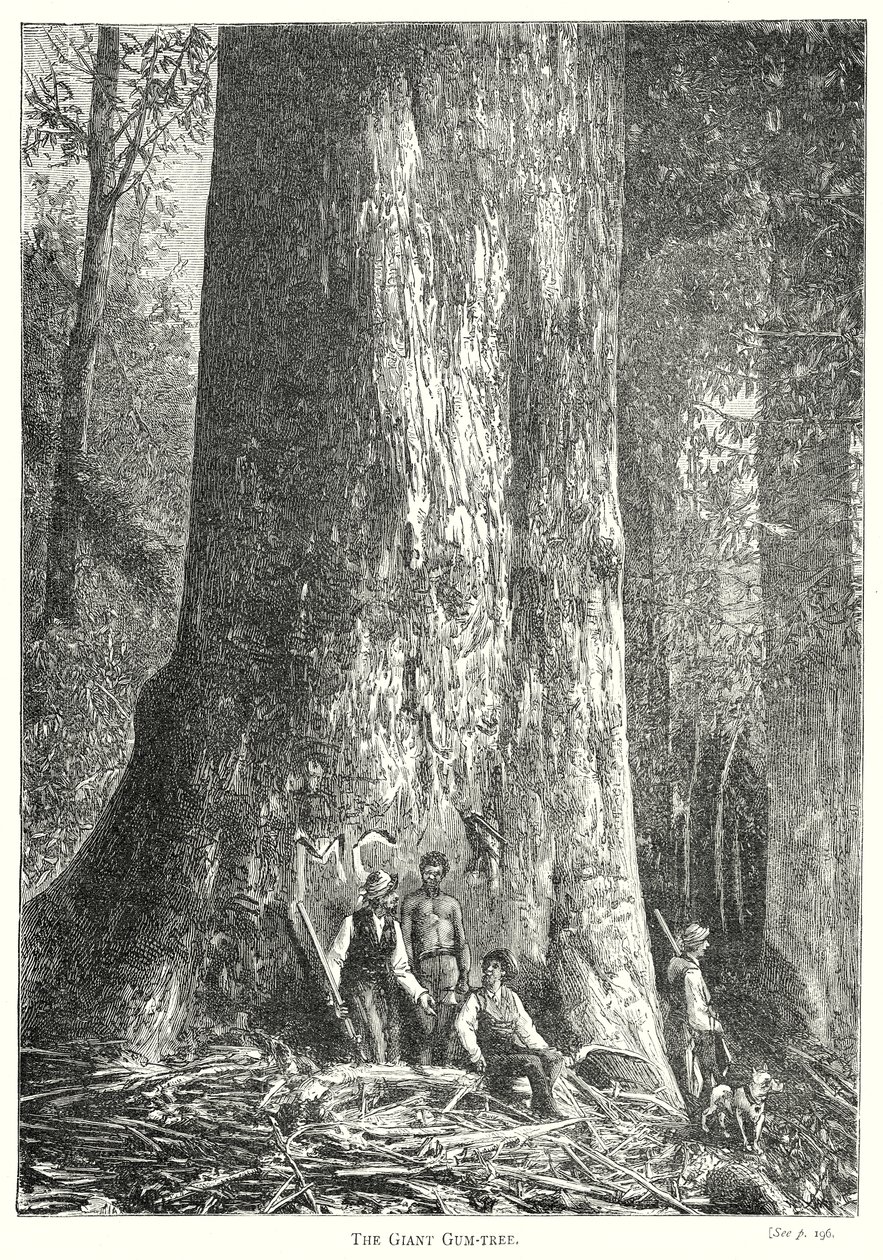 A árvore gigante (gravura) de English School