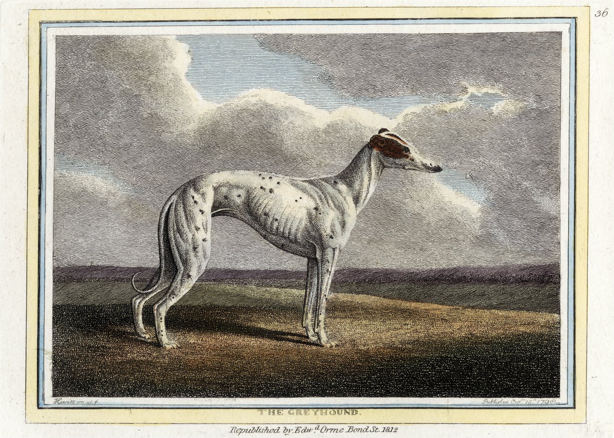 O Greyhound, pub. 1812 (gravura colorida à mão) de English School
