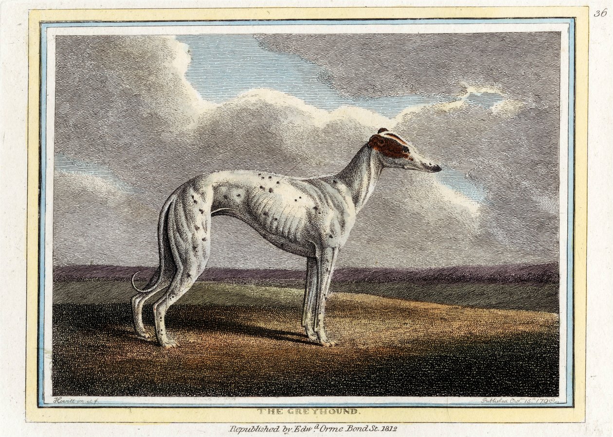 O galgo, pub. 1812. de English School