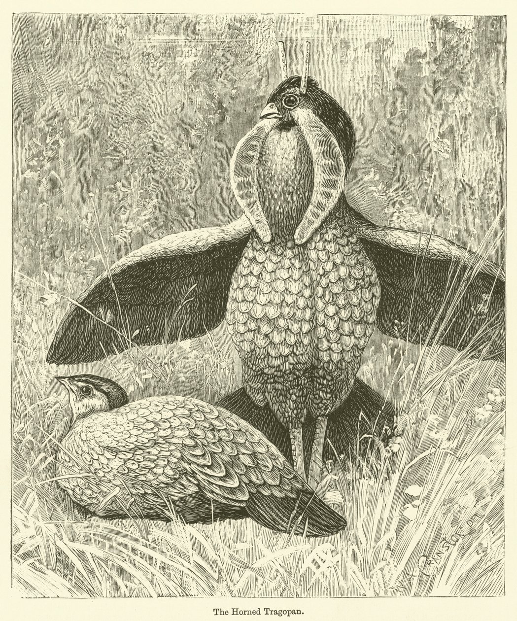O Tragopan chifrudo (gravura) de English School