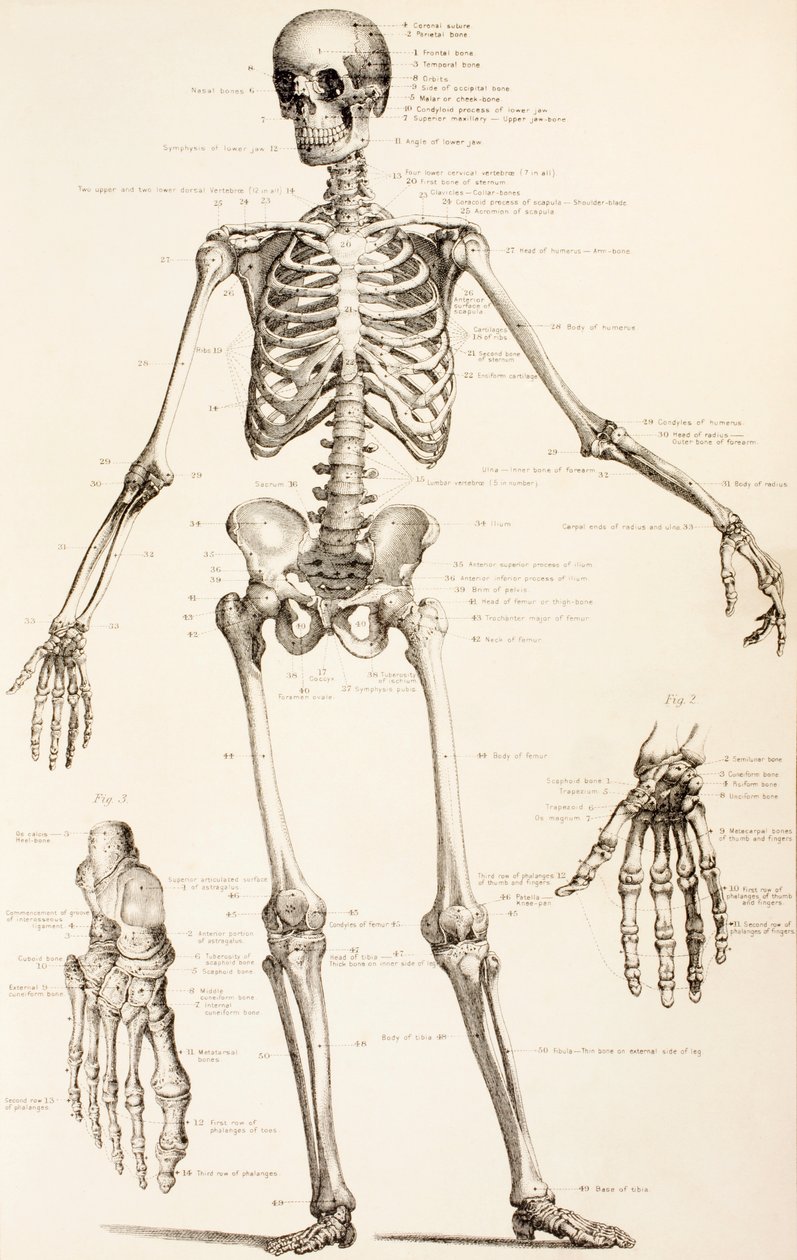 O esqueleto humano, c.1890 de English School