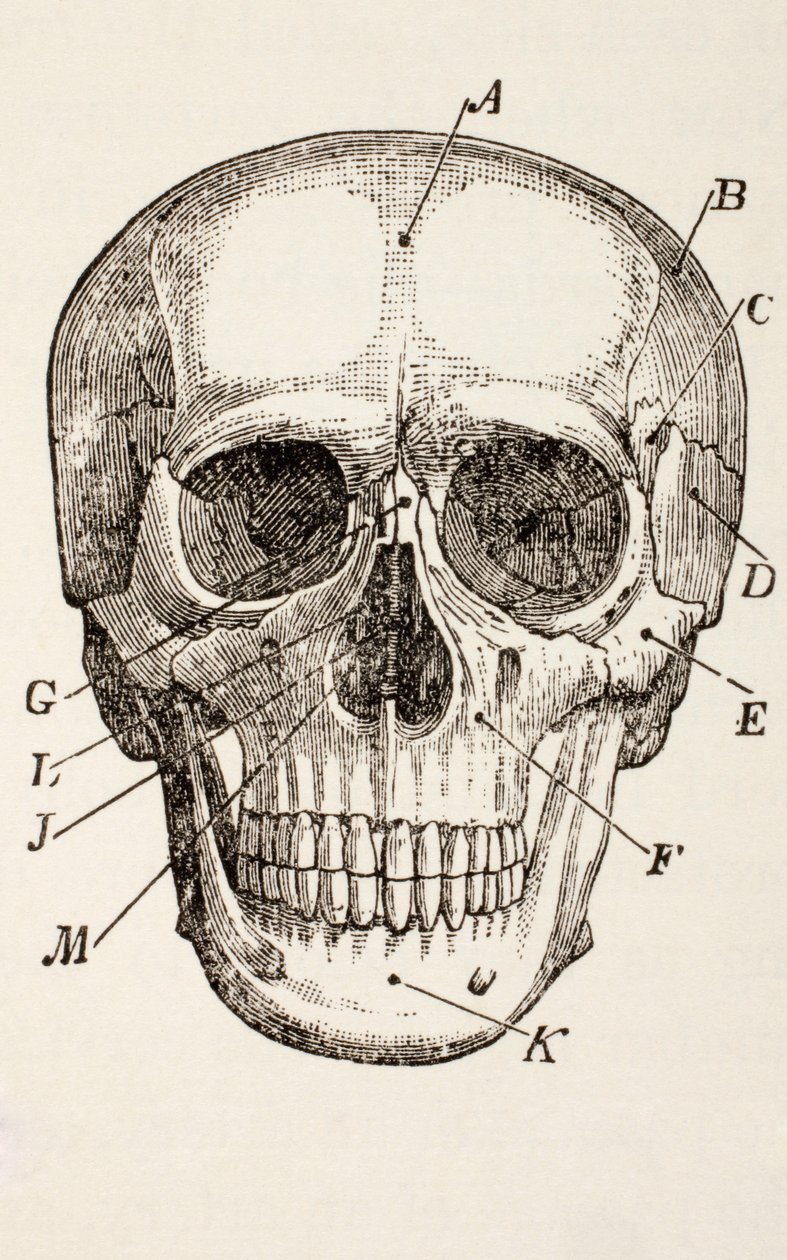 O crânio humano, c.1890 de English School