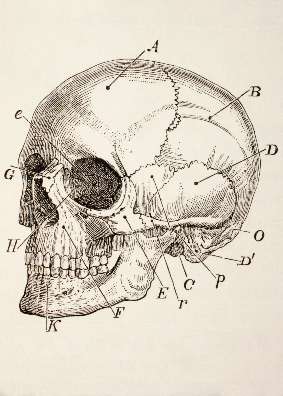 O crânio humano, c.1890 de English School